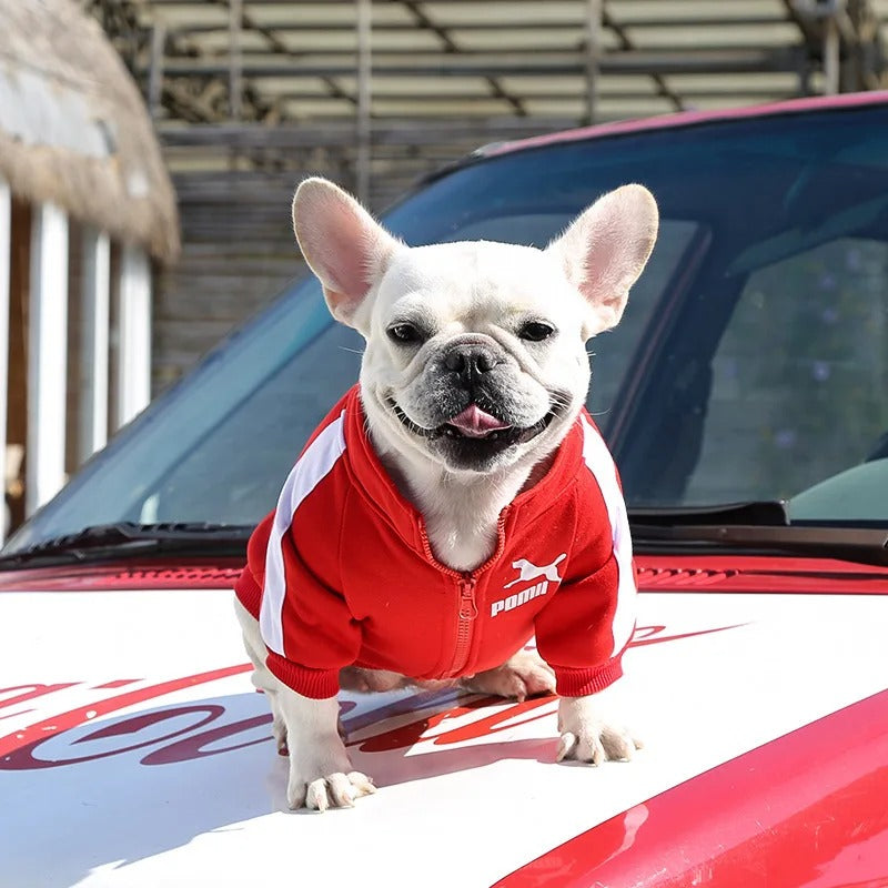 Dog Sports Jacket for Winter and Summer - Blue Iris Red / S
